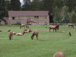 elk in town pigging out