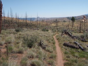 gasline trail thru either 96 or 2000 fires, almost desert like