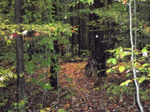deep woods cover, trail is under leaves, somewhere