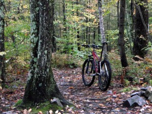 Vermont woods, fallen leaves & upright Turner