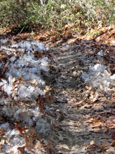 ice crystals lined the trail