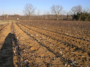 picked cotton field Georgia