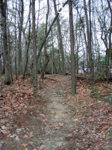 typical trail tread