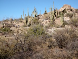 riders snaking around cactus and over boulders