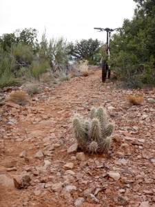 hedgehog cactus guards edge of trail