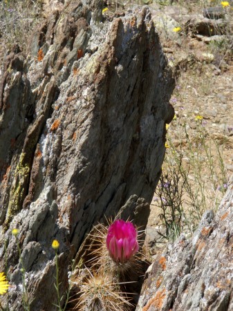 Hedgehog flowering in rock cranny