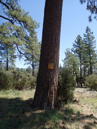 acorn wood pecker nailed this Jeffrey pine