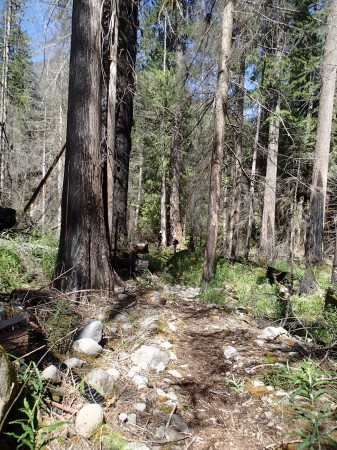 massive old growth burned. Derek and Kevin on trail.