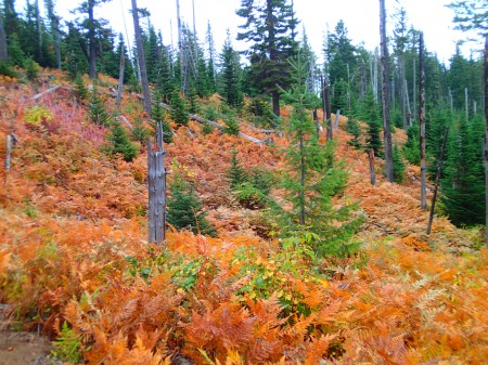 fall colors along trail 130