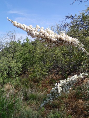 bent over yucca bloom stalk