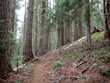 PCT in old growth