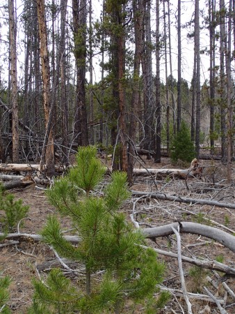 outside the burn, lodgepole pines