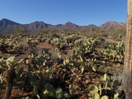 Cholla and prickly pear 
