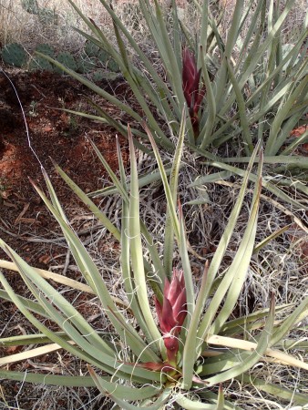 new growth on yucca