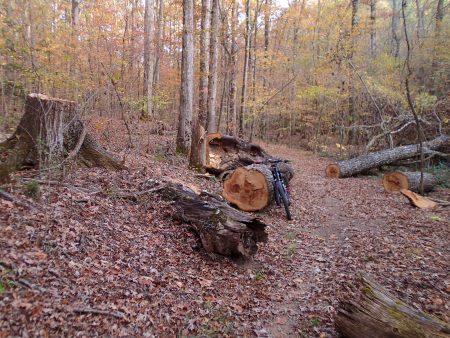 fallen and bucked large oak
